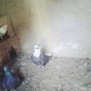cil aq quyruq guyercin satilir qara guyercinlerde 