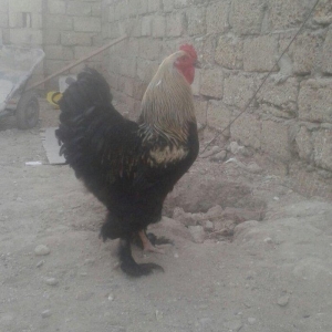 Brama xoruz sstılır  9 aylıq tam sahlam  darkı
