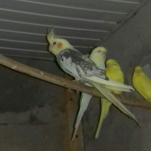 Salam  karella  dişidi  5 aylq  40 manata əmirca