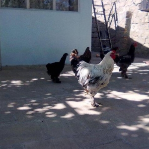 Təmiz sort brama peyvənd olunub ,1 aylıqdan 14 