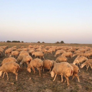 204 baş boğaz qoyun satılır. (qaradolaq sortu)