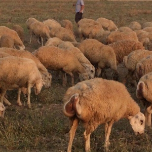 204 baş boğaz qoyun satılır. (qaradolaq sortu)