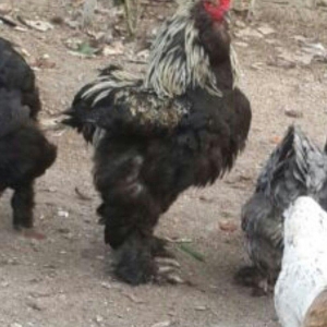 brama xoruzu satlir son yeri 50 manat 1 yas 3 ayli