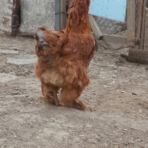 Brama toyuklarnin yumrtasi ve cucesi satsda var vacap aktivdir.