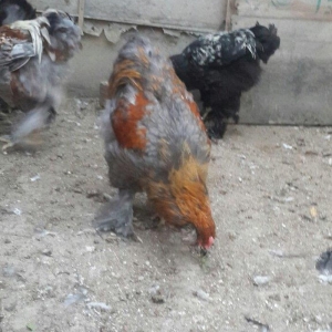 brama xoruzlari satlir 5 aylikdi 6 7 ayliklarda va