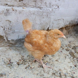 3 ayliq buff  orpington beceler
denesi 30manata 
qiymet sondur