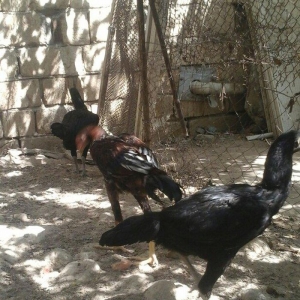 Temiz heyratl xoruzu. fereler.3. 4 ayllq bece ve fereler her qiymete