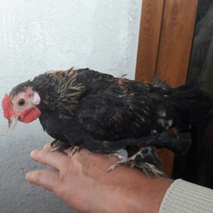 Təmiz yaponka xoruzlar  satılır 5 aylıq və 3 aylıq