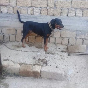 Erkey doberman. 2 yawi var. Tecili pul lazim oldug