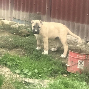 Ağ saray malaqlsı 2aylıqdı erkekti