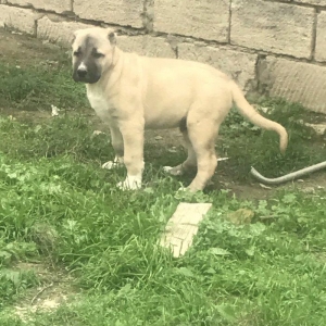 Ağ saray malaqlsı 2aylıqdı erkekti