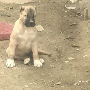 Ağ saray malaqlsı 2aylıqdı erkekti