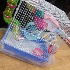 Xamyaklar ve chunqarikler (hamsterler) ucun teze v