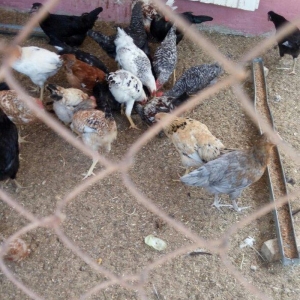 Ela cixiw verir ozum ygmiwam. Xaladelnikden. Wekilde gorduyunuz cucele