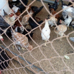 Ela cixiw verir. 170 toyug yumurtasi tutur. Wekildeki cuceler bu inkub