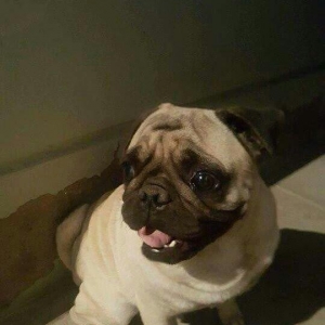 Mops cinsi. 1 yaşı var, xəstəliyi yoxdur, müt