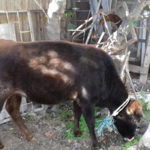 bordax danalar 3 dənə razılaşmaq yolu ilə qiyməti biri 1200 manat