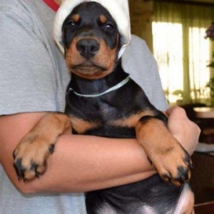 Radaslovonnu doberman. Şəkildəki bala dobermanın sifarişi mümkündür,ra