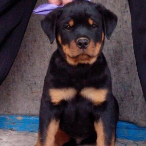 Rottweiler  Ukraynadan sifarişlə,radasl