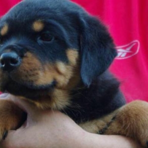 Rottweiler  Ukraynadan sifarişlə,radasl