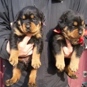 Rottweiler  Ukraynadan sifarişlə,radasl