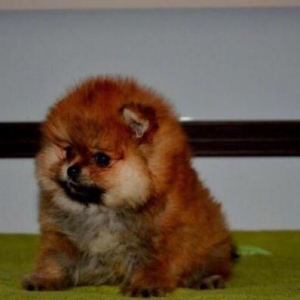 Orijinal Pomeranian shpic dan. Bütün sənədləri ilə birlikdə,Ukrayn