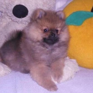 Orijinal Pomeranian shpic dan. Bütün sənədləri ilə birlikdə,Ukrayn