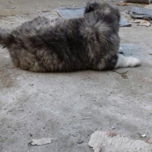 Şamaxi coban itidi 40 gunluk kucuydu ite baxanda 