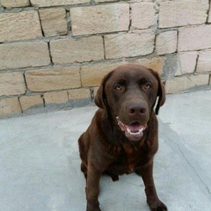 Labrador retriever.. Erkeydi.. 1 yash 6 ayliqdi.. 