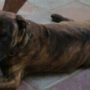 Ukraynadan gətirilmə pit bull 11 aylıqdı paspo
