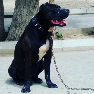 Pitbull. Drak ve Ce****anin balalari satilir. Bala