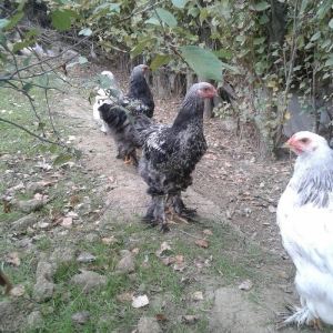 brama dark beceler satiram 3 ve 4 ayliqdilar.gold fere de var