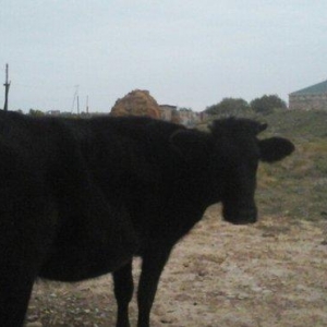 yerli cins 2-ci qarına boğazdı yanvarın axırı balalayacaq bir illik er