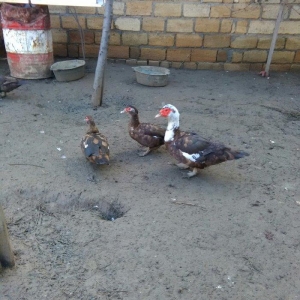 Ukraynadan gələn şkalat rəngli ətlik  həmdə damazlıq lal ördəklər var