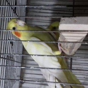 cute hazir maya, cutde olmayib, 14 ayliq, 2 denedir, her ikisi aq