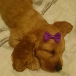 Kokers spaniel  qurt dermanlari verilib, heleki er