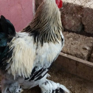 8 aylig brama xoruzu. Saglam esl damazlig heyvandi. Vatsap aktivdi. Ba