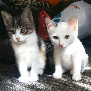 Ищут дом двое котят-мальчик