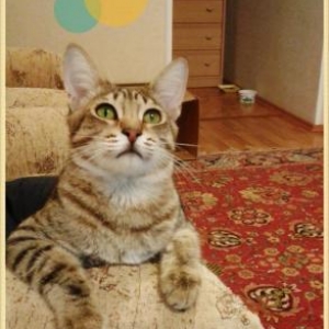 Кастрированный (не будет ме