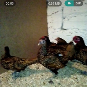 sibrayt qizli gumsu 5. 6 ayliqdlar xorzda var  farada. tam saqlam