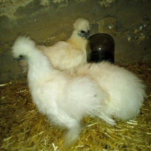 ponpon 3 fara tamiz qan harbir vaksni olnub .5 .6 aylqdlar.