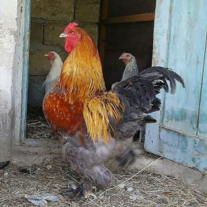 . MINI FERMA ....  ...BRAMA Toyuhlari və Xoruzdari satilir  40 MANATA