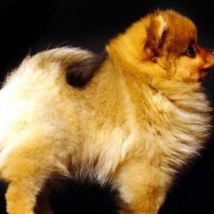 Pomeranian shpic-750$dan başlayan qiymətlərlə... Bütün sənədləriylə bi