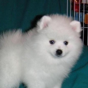 Pomeranian shpic-750$dan başlayan qiymətlərlə... Bütün sənədləriylə bi