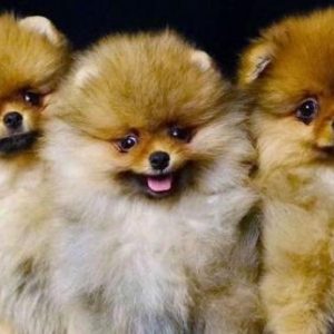 Pomeranian shpic-750$dan başlayan qiymətlərlə... Bütün sənədləriylə bi