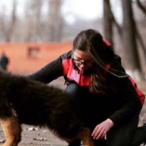 Radaslovonnu Nemeçski avçarka. şəkildəki bala nemkanın sifarişi mümkün