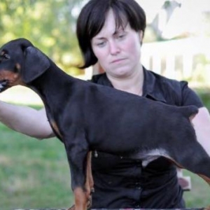 Sifarişlə radaslovonnu doberman balaları -başlayan qiymətlərlə