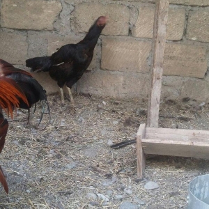 Ağdam xoruzu ve Feresi satilir razlasma yolu ile turk sortudu