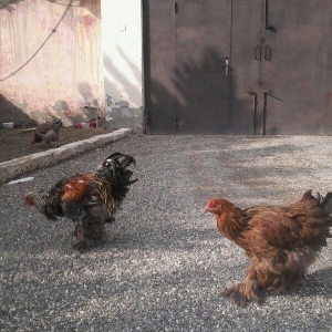 Bramo fereleri ve xoruzlari.1yas ve 1 yas 6 ayliq toyuqlar.Temiz sortd