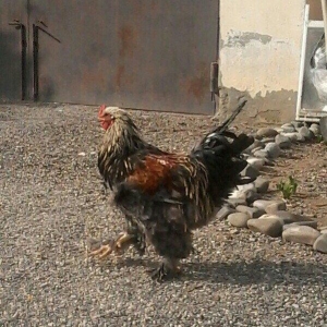Bramo fereleri ve xoruzlari.1yas ve 1 yas 6 ayliq toyuqlar.Temiz sortd